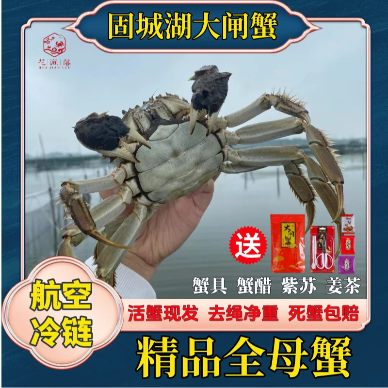 【活蟹】江苏大闸蟹2.5两 精品母蟹10只 固城湖大闸蟹现铺现发