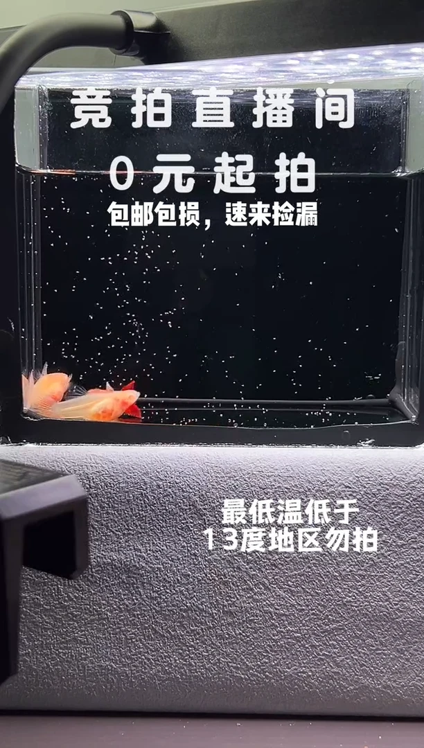 孔雀鱼蓝白火烧云玻璃短体3只编号93