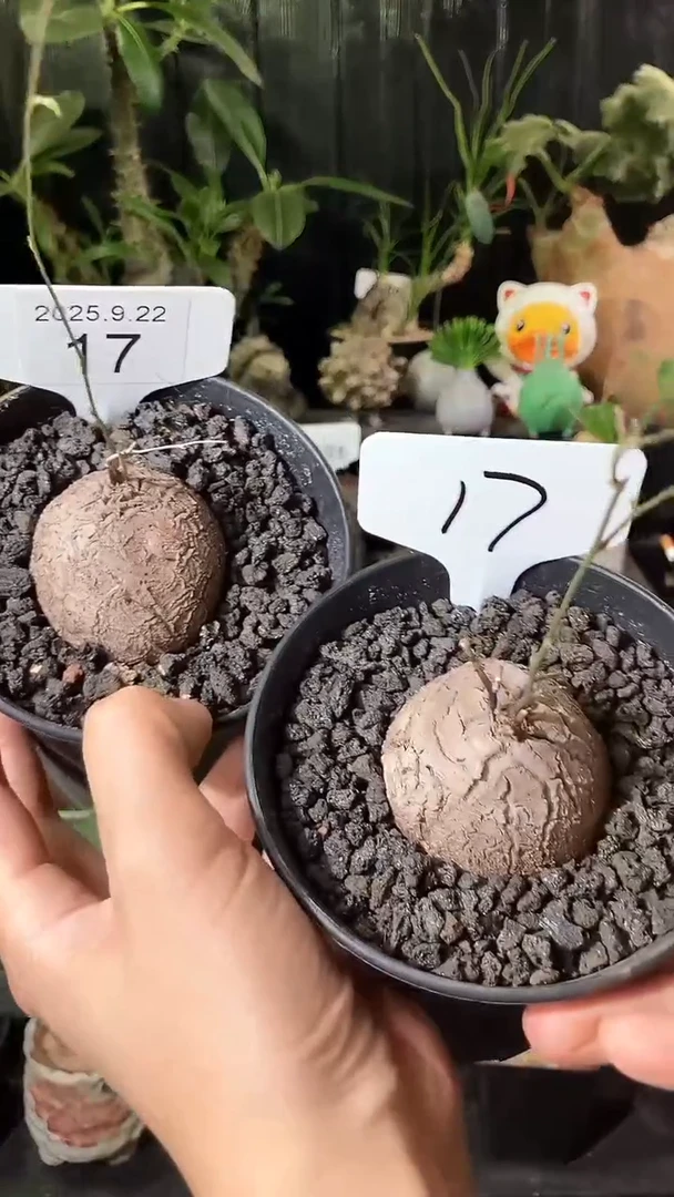 17号922福利南非龟甲龙买1个送1个