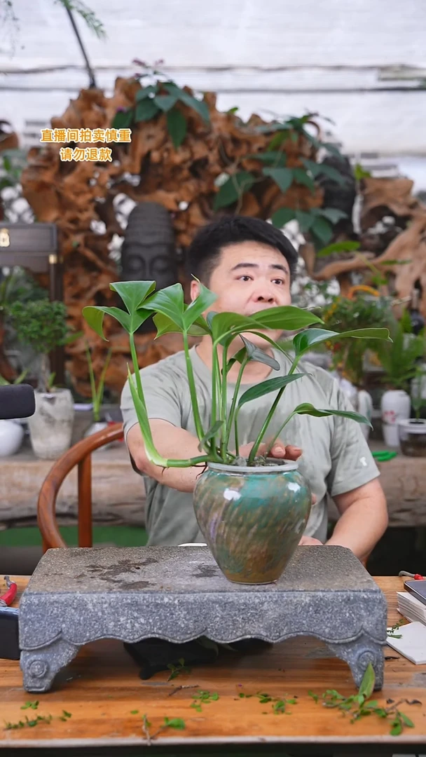 当前无花栽培后可以开花麒麟尾193+