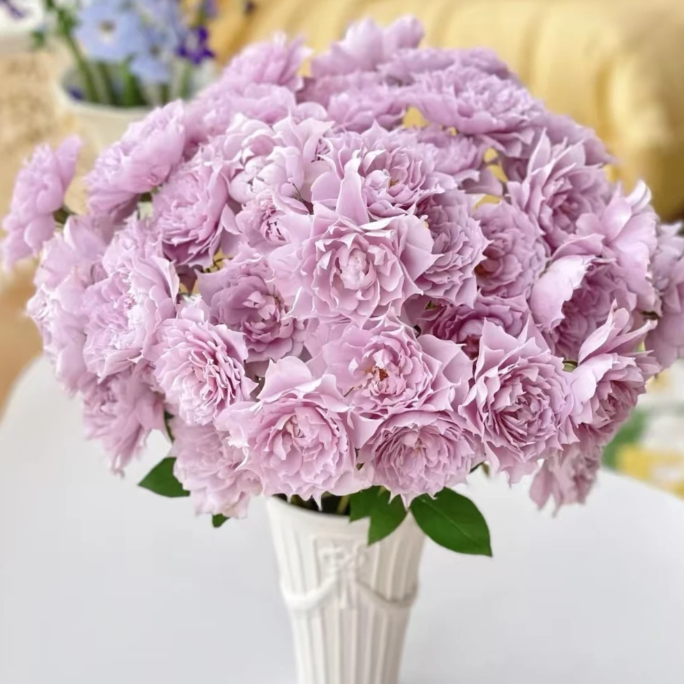 【一品花集】【幻紫】多头玫瑰（注意：带包装醒花哦~）