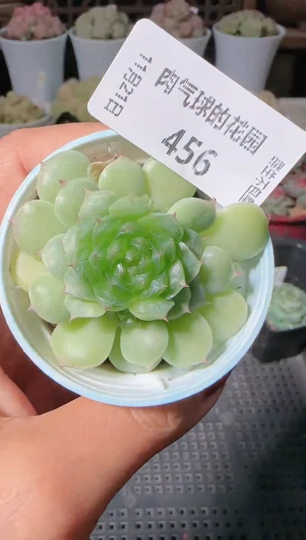 1121-456海星群生不包整