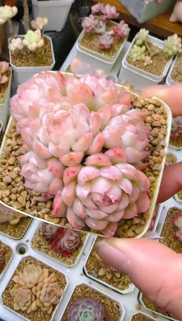 【闪购商品】凭—965—仙农（月影群）