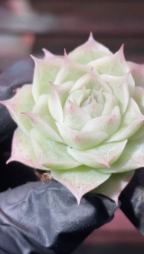 32-98 雾山百合2-3厘米量拍发一颗