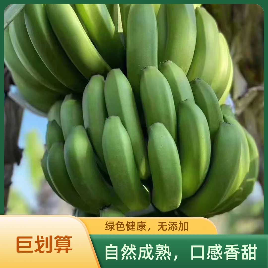 新鲜现摘香甜软糯高原香蕉自然成熟的美味水果