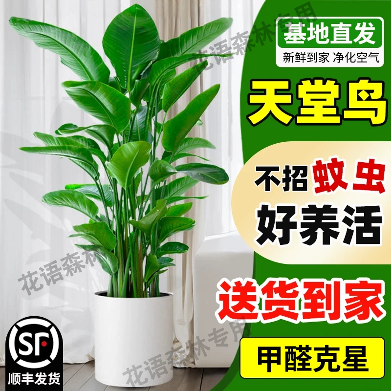 【加大圆柱滑轮盆】老桩1.5-1.7米天堂鸟大叶美观净化空气新手好养