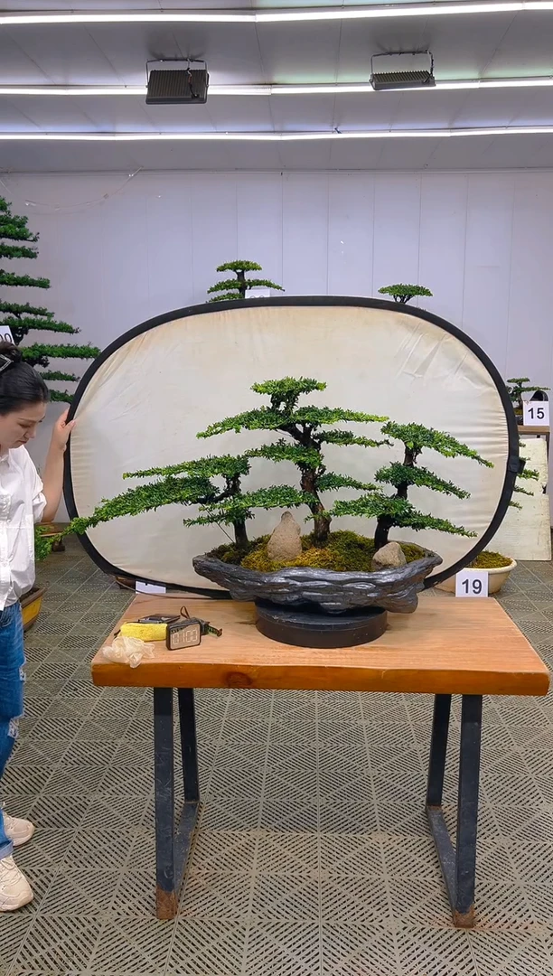 无花朵一物一拍一物一拍
