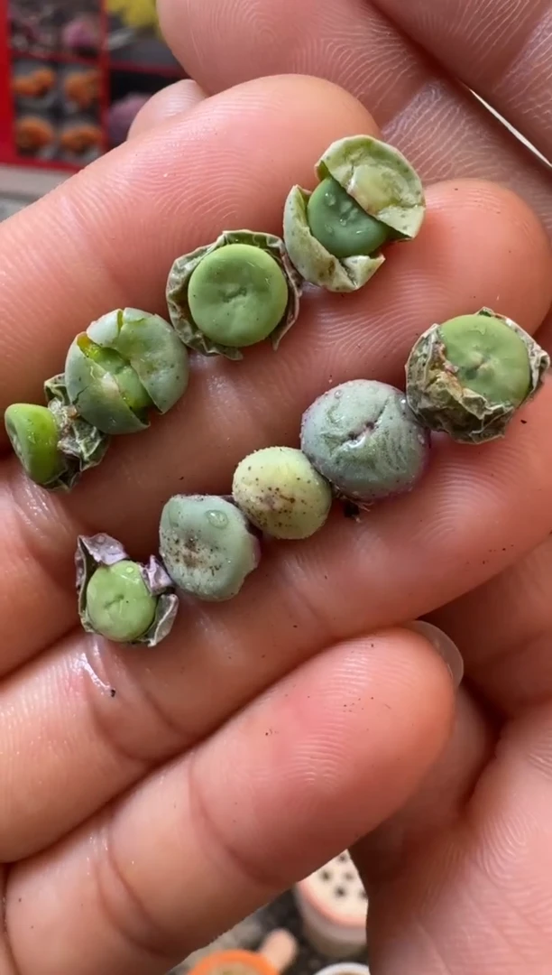 【闪购商品】14-2红嘴一颗