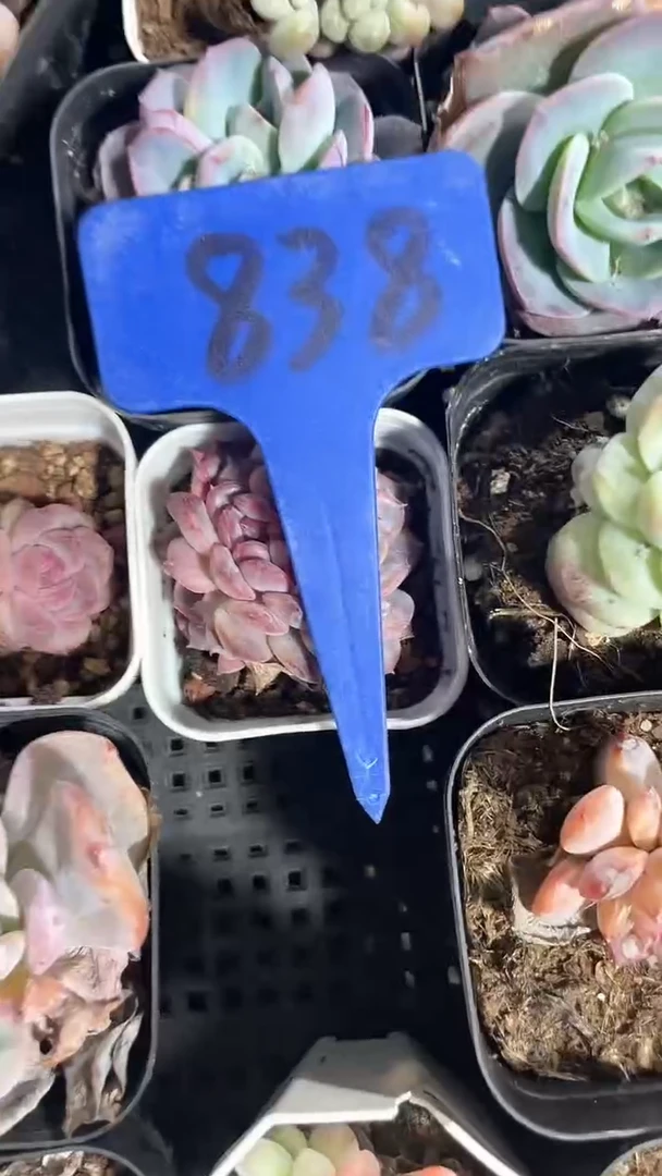 【闪购商品】838多肉