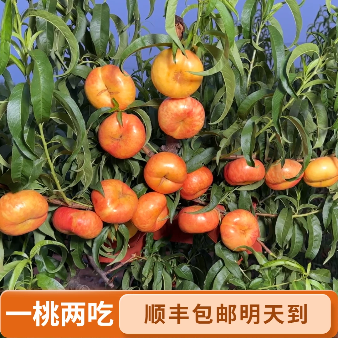 【北京明天到 彩虹黄油蟠桃】顺丰硬吃脆甜软吃爆汁九甜一果香 芒果蟠桃坏果包赔次新鲜现摘现发水果桃子山东省
