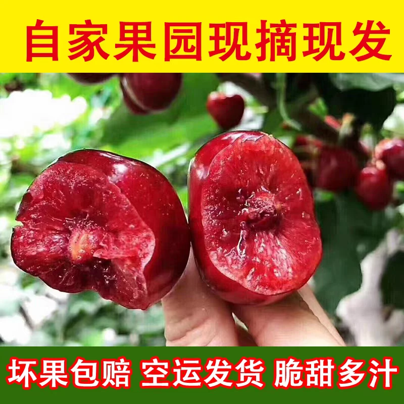 1烟台美早大樱桃新店开业福利试吃款现摘现发彩箱山东大樱桃
