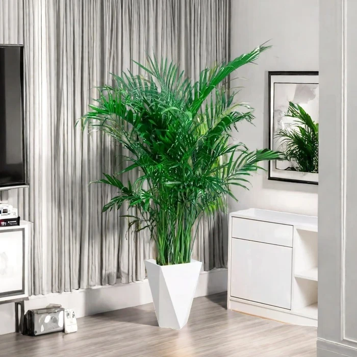 富贵椰子1.1-1.3米室内大型绿植盆栽新房净化空气凤尾竹四季常青