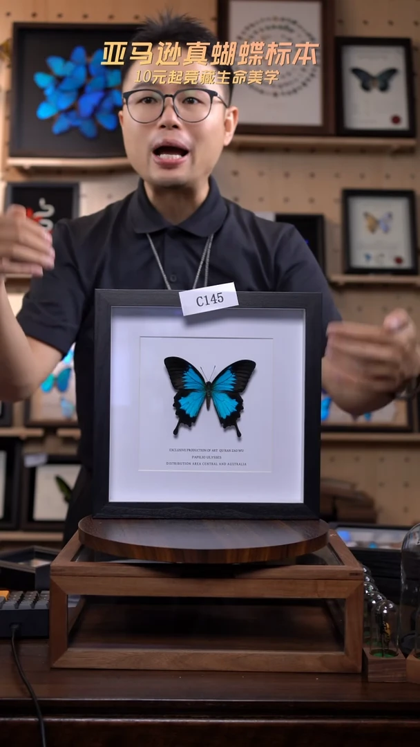 B****P蝴蝶标本摆件一口价C145