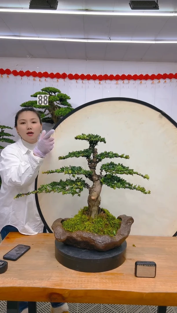 【闪购商品】盆景1