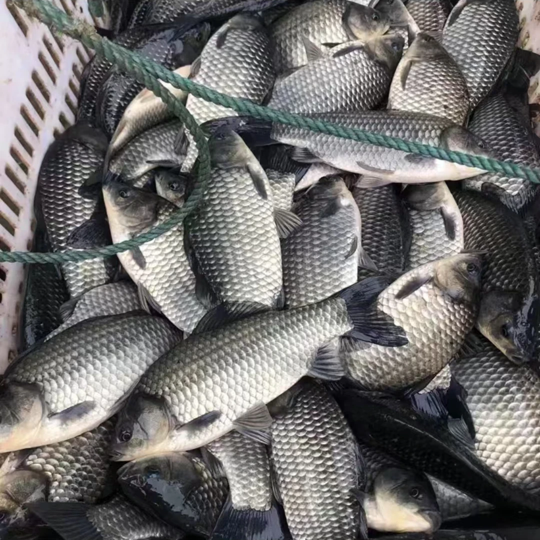 四川生鲜活鲫鱼  生态养殖 渔场直发  中科五号鲫鱼