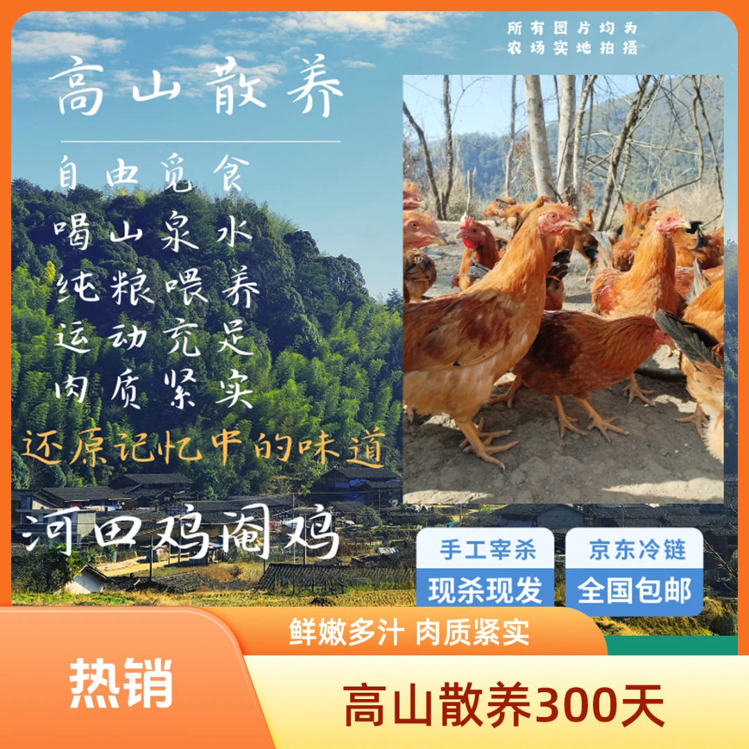 河田鸡走地鸡高山散养300天玉米鸡跑地鸡新鲜手工现杀农家土鸡