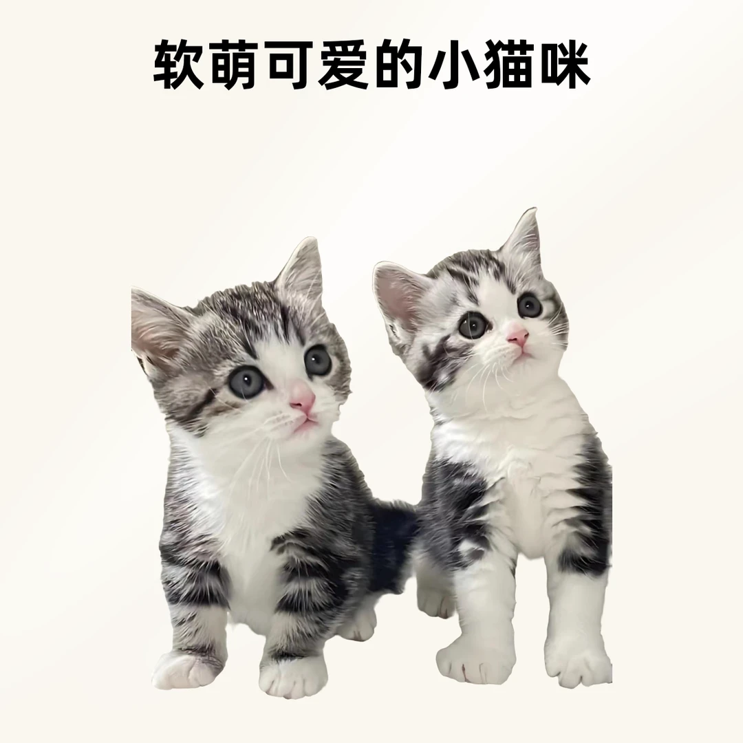凯顺美短高矮脚活体通用链接
