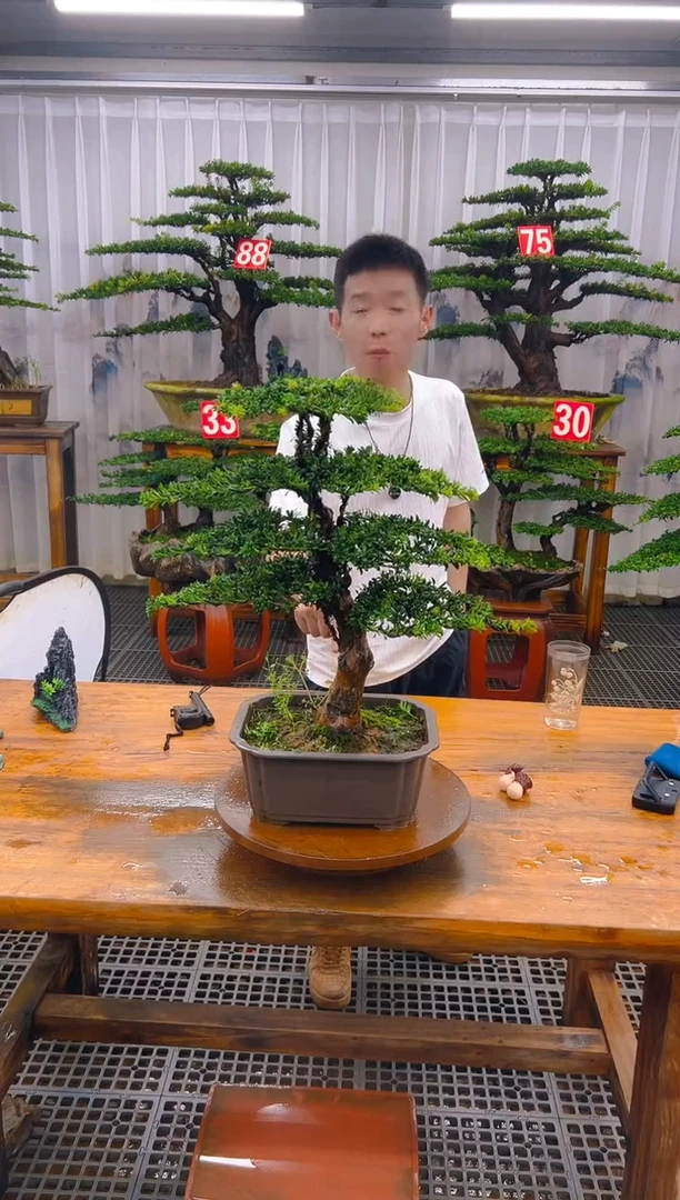 无花朵精品盆景直播间一物一拍