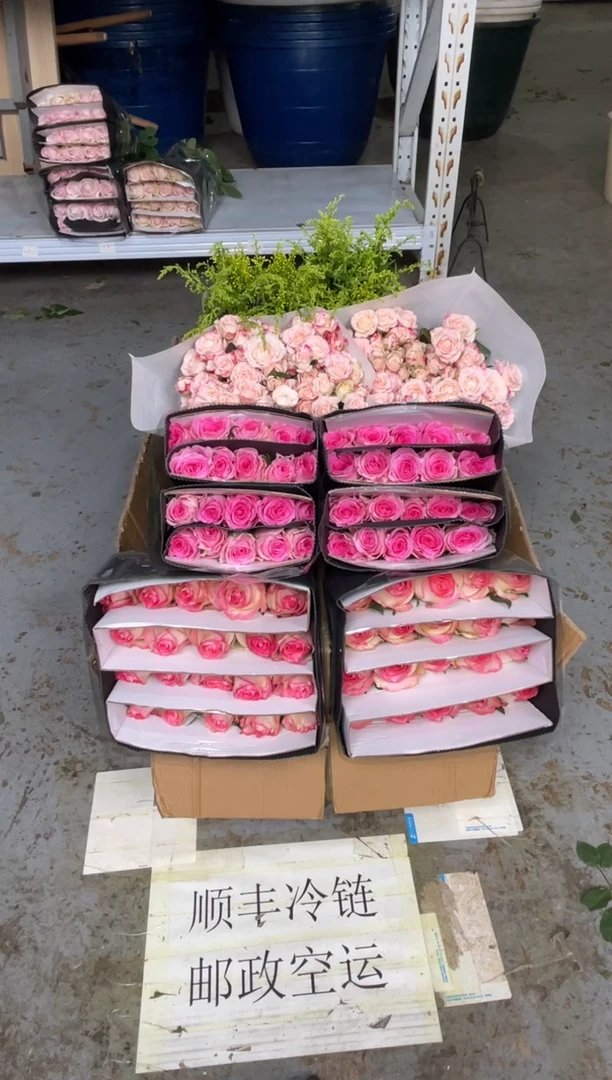 艾沙20枝+洛神20枝+折射10枝+黄莺