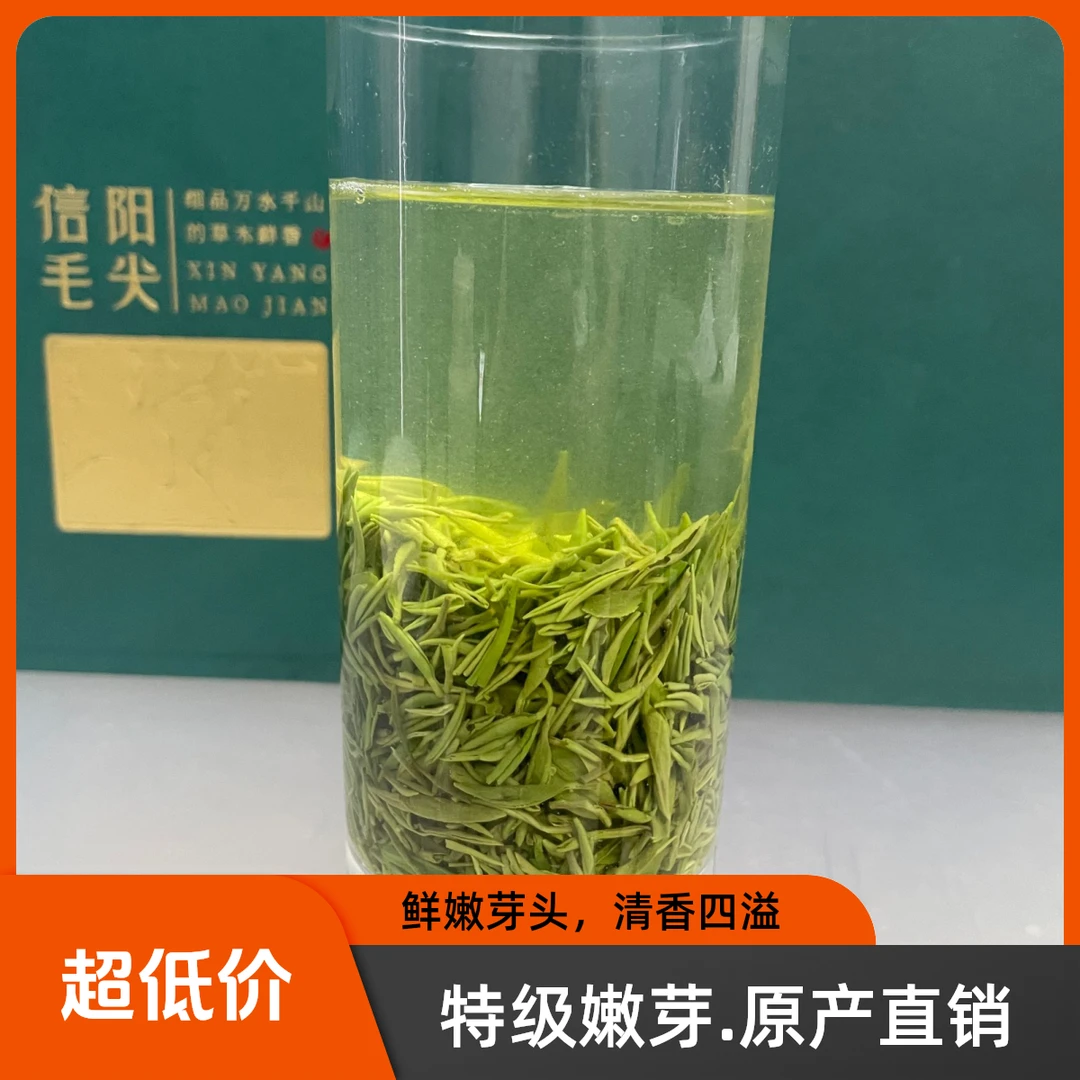 信阳毛尖高山小芽香高味浓回甘持久新茶