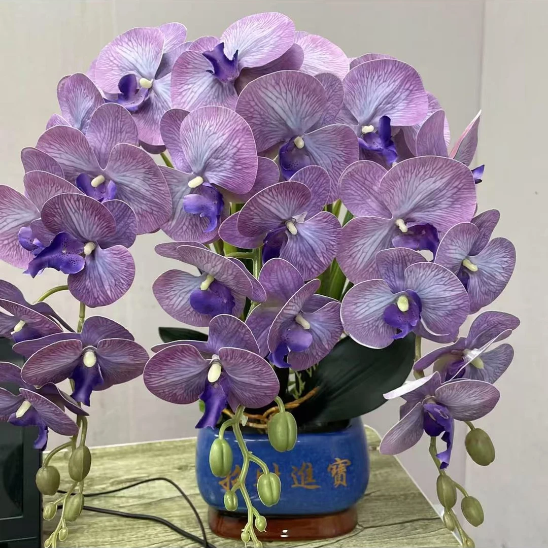 紫精灵蝴蝶兰带花剑