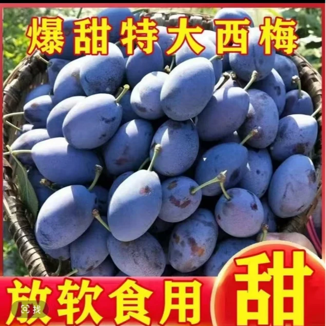 【产地直发】新鲜采摘头茬甘肃天水西梅鲜果酸甜可口