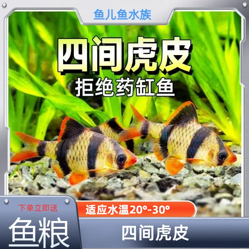四间虎皮热带淡水鱼群游鱼皮实好养耐活新手推荐观赏鱼小鱼
