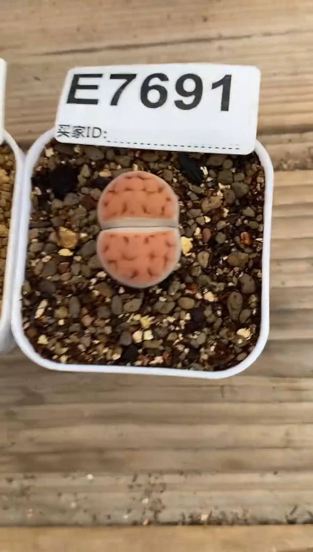 じ****雨7691直播间一物一拍