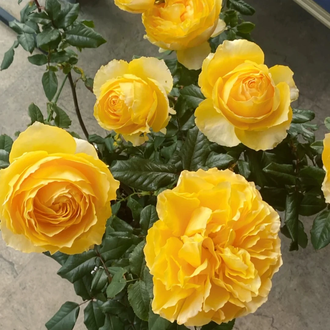 【辉煌】黄色月季盆栽带花苞发货露天种植