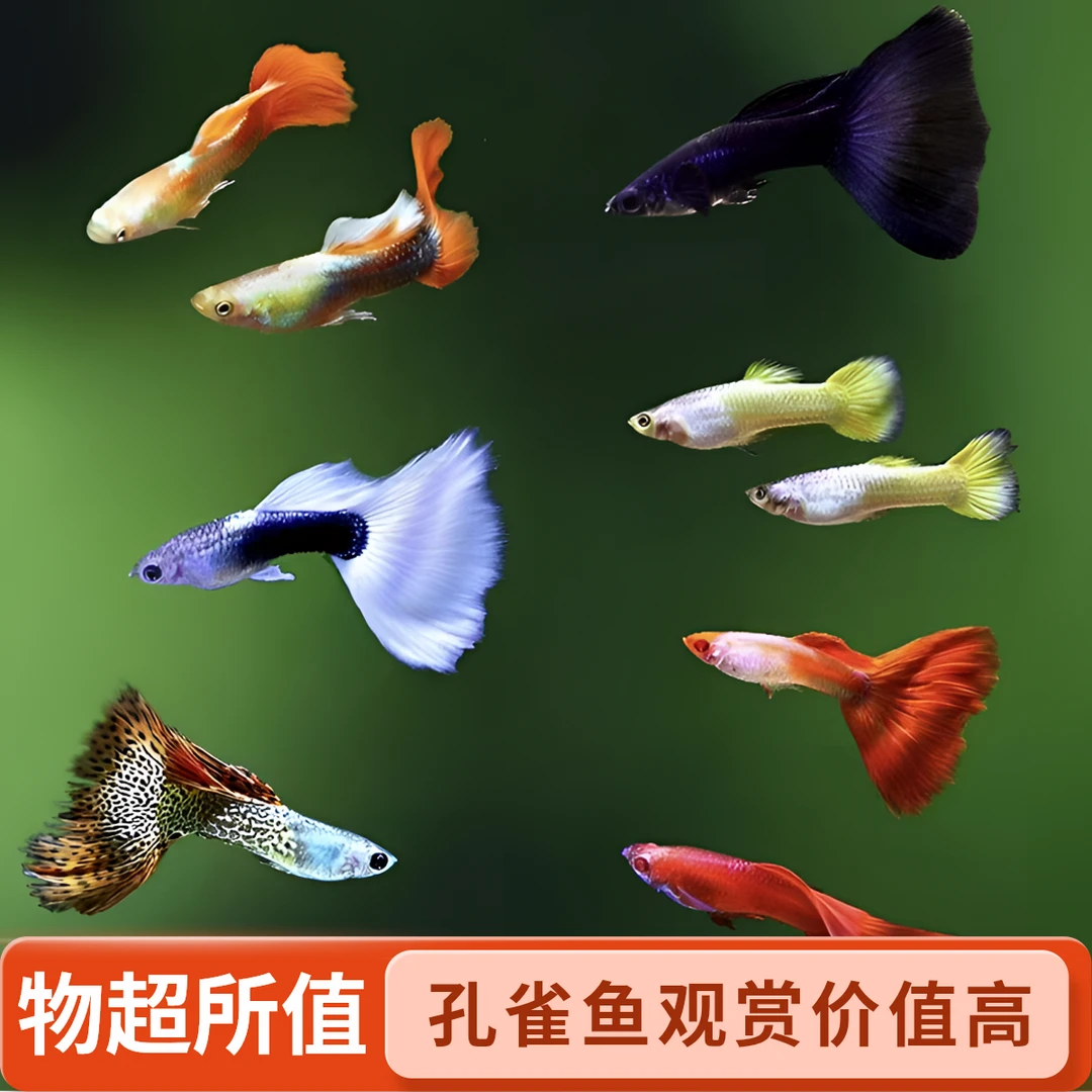 孔雀鱼观赏鱼活体小型热带淡水鱼好养耐