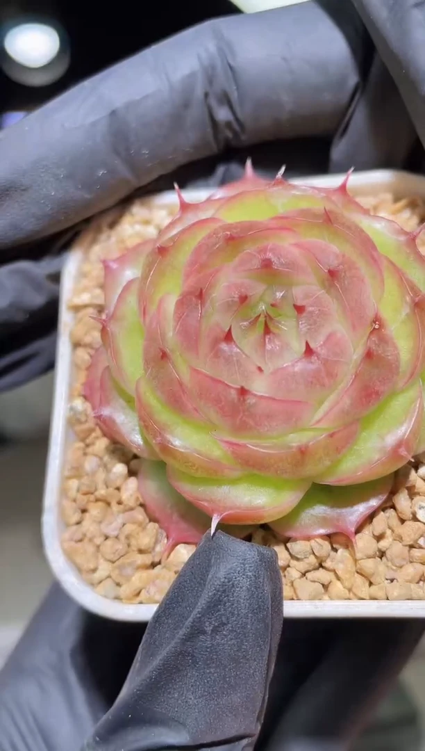 闪购2176   y-11多肉一颗  4.5-5厘米