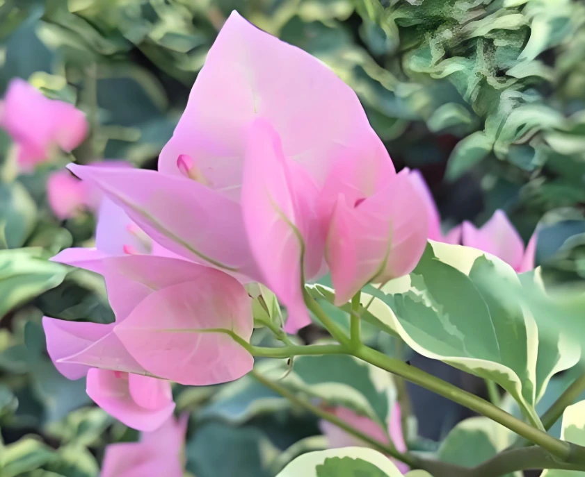 （蜡染粉）三角梅凤仙花石楠花袋苗四季开花耐热好养适合阳台庭院