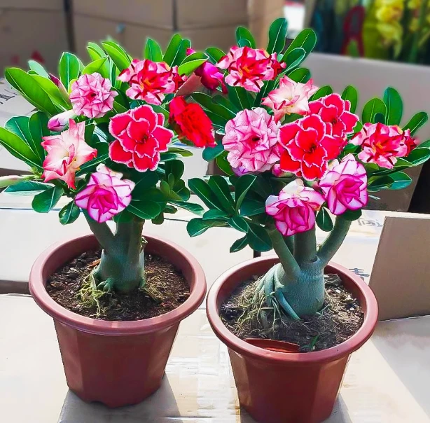 沙漠玫瑰耐旱耐热盆栽室内阳台庭院花卉