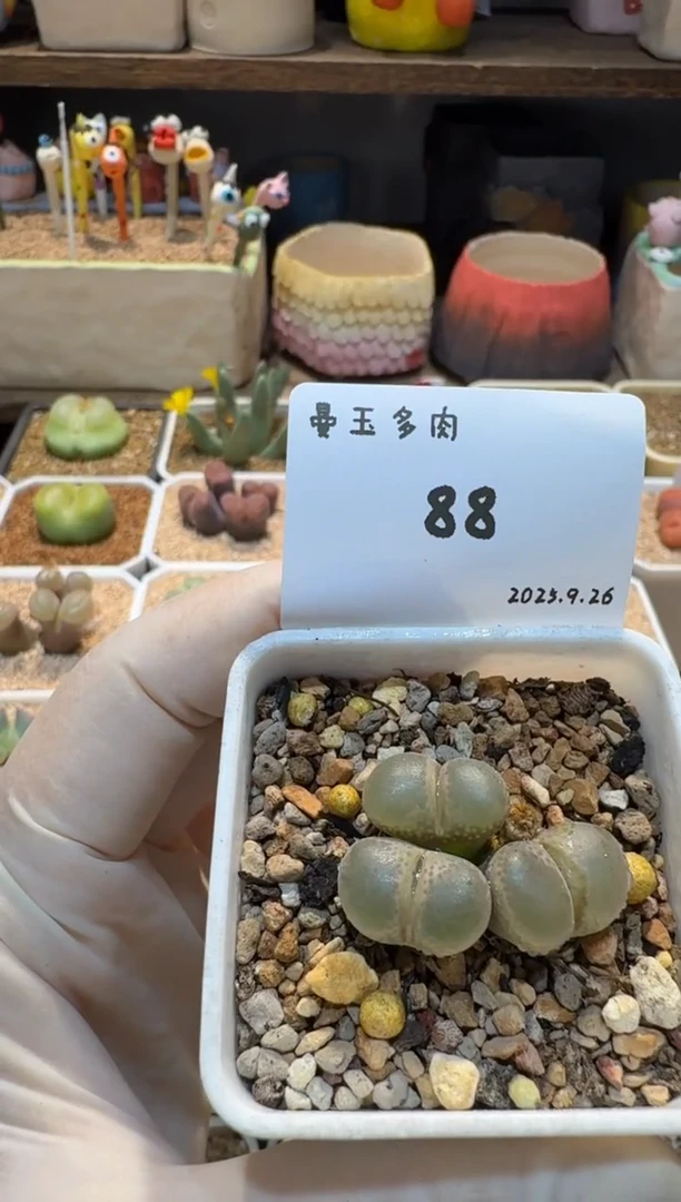 蛋*25.9.26-88多肉