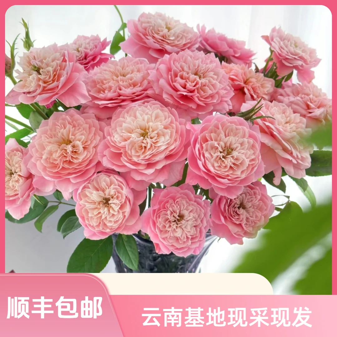 【花喜甄选】多头美琴玫瑰鲜花云南基地现摘现发