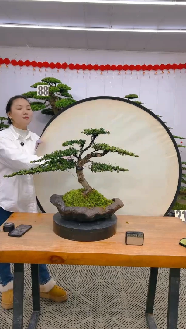 【闪购商品】盆景1