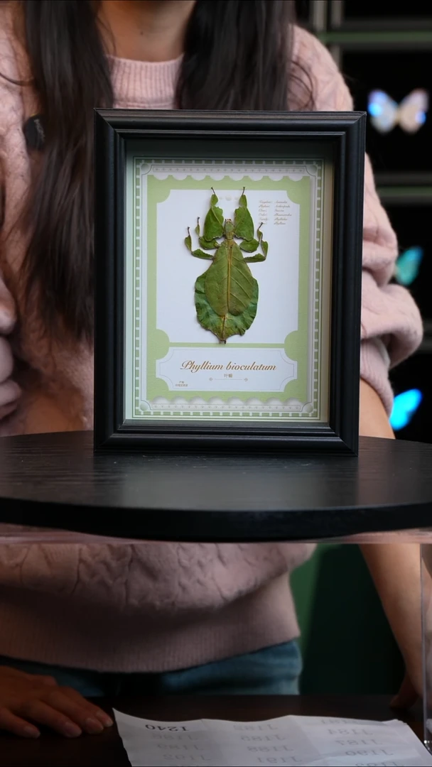 叶樇标本绿色型8寸黑框