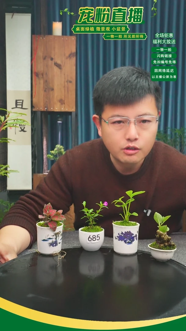 无花朵贰*?苔藓微景观685号