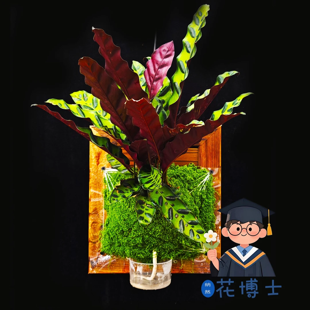 猫眼竹芋板植 相框植物 墙上绿植花卉高品质植物会跳舞的植物