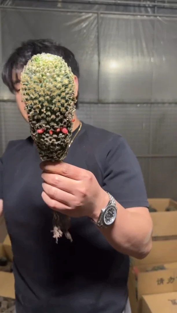 2颗 大号 明星【实生根】