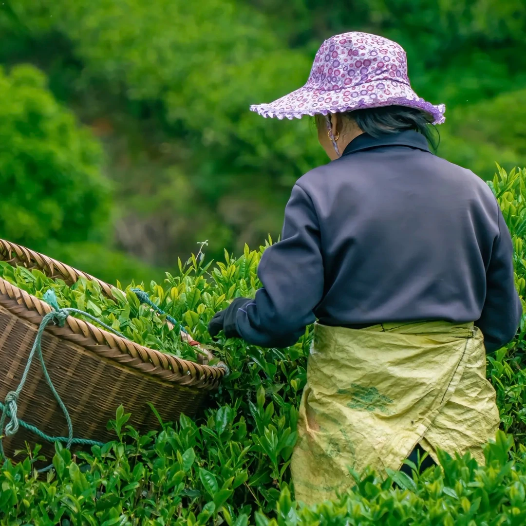 野红100克-以直播间为准