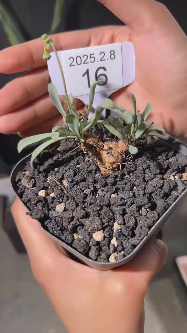 【闪购商品】苏铁龙鳞厚敦菊2.8.16