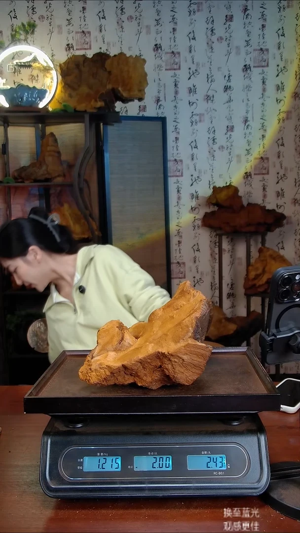 松针层孔菌中国大陆【藏区】松树桑黄（2.43斤）80-90年份