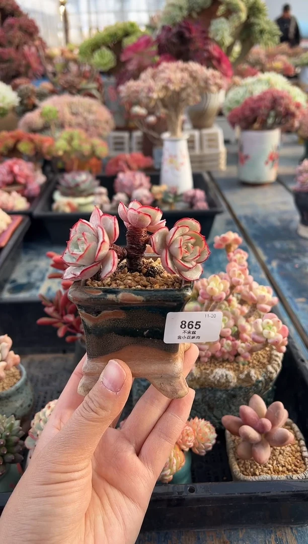 十***静865           不带盆