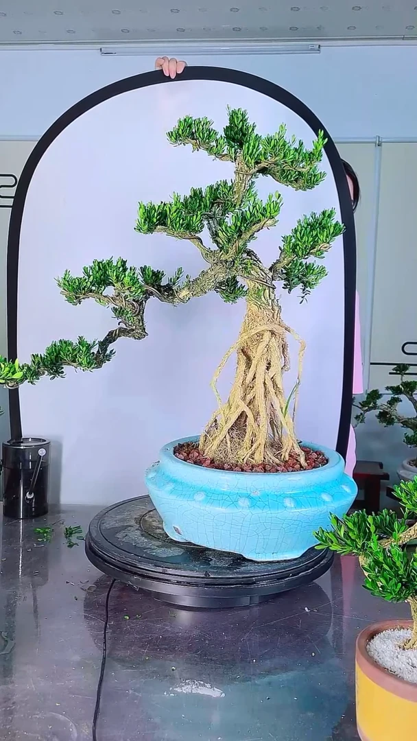 不开花植物广东雀舌皱皮黄杨高端盆景