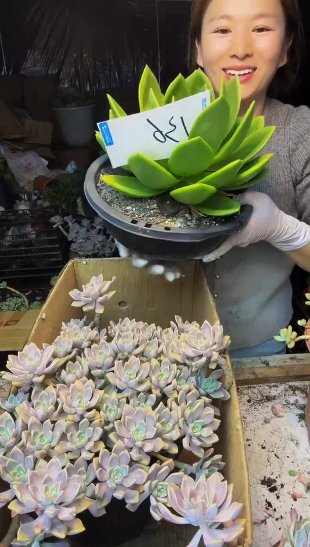 小*点136号一物一拍默认微瑕不售后
