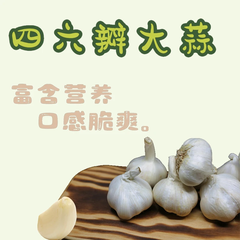 济宁四六瓣大蒜2024山东农家自种1斤/3斤/5斤颗大饱满