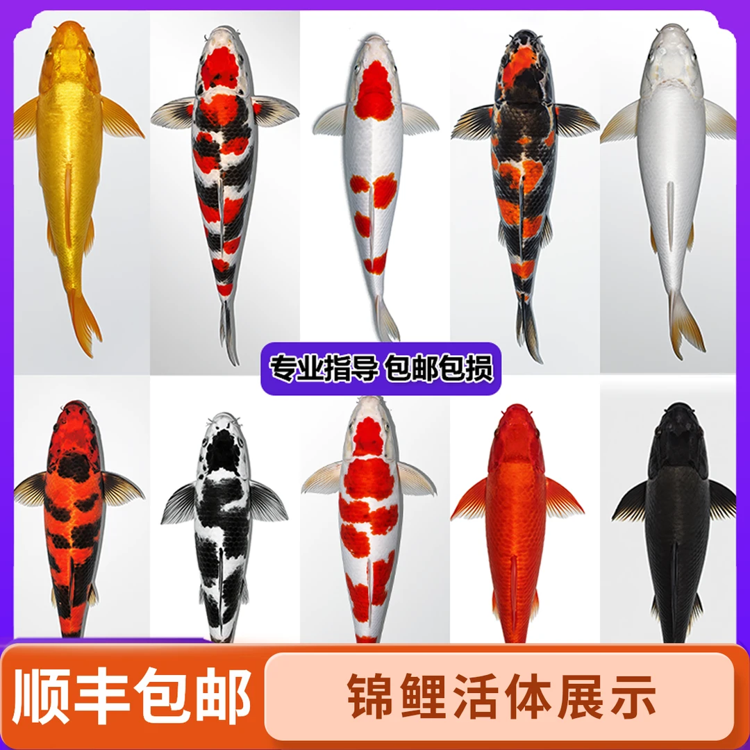 顺丰包邮【福气满满】12-14厘米黄1白1黑1红1锦鲤观赏鱼冷水鱼