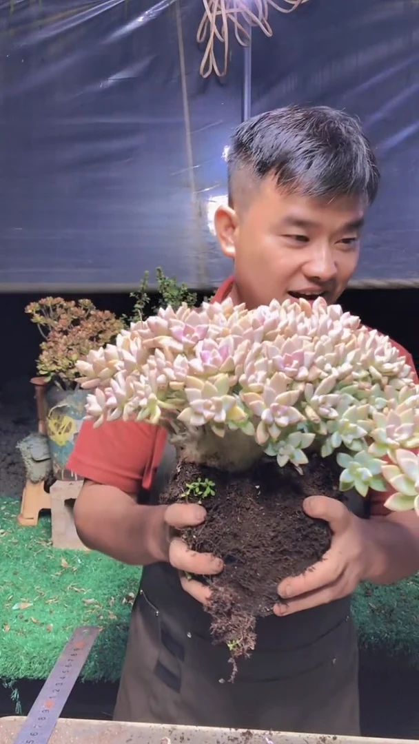 286淡雪缀化一物一拍