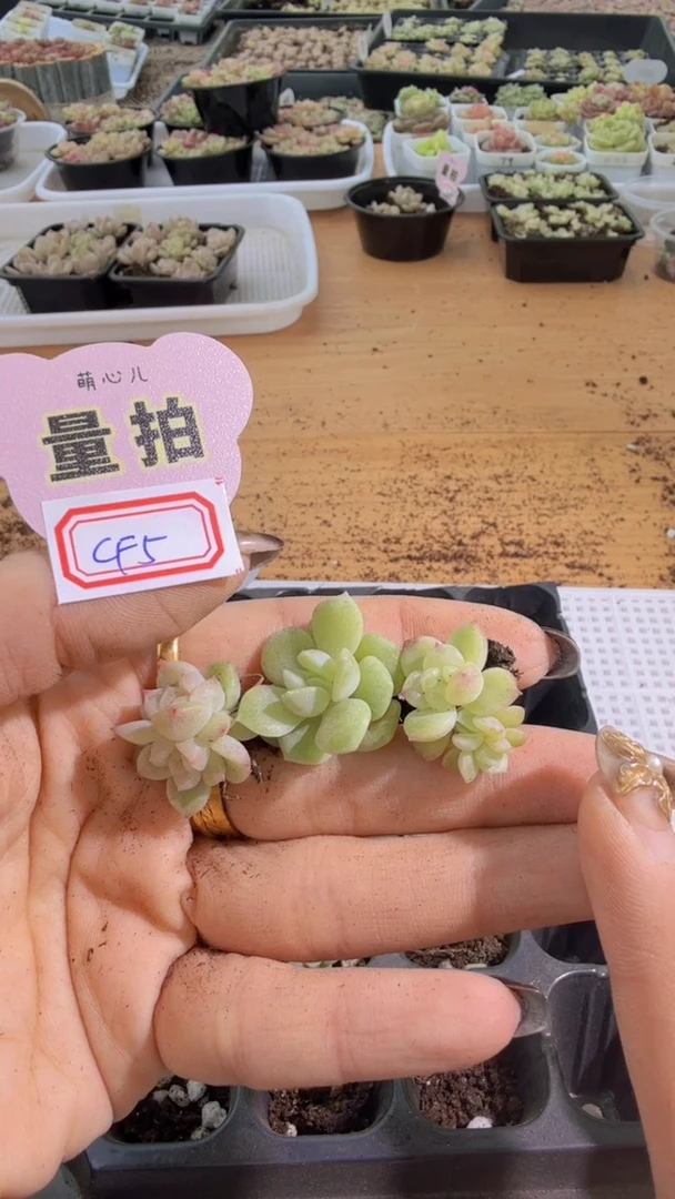 CF5单双混 3颗量拍混发 满9.9包邮